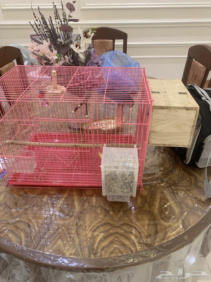 ( تم البيع) ببغاء روز زوج64421933203075110