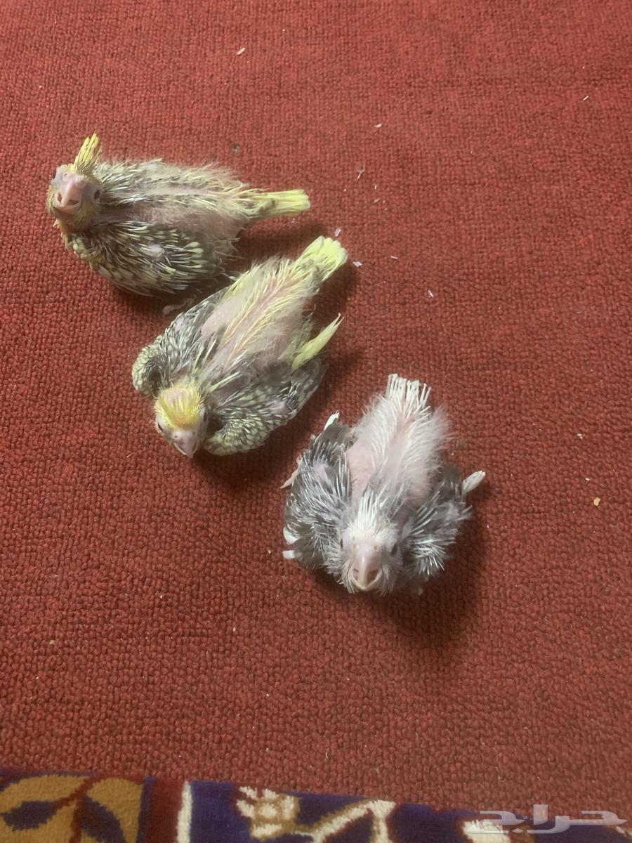 كروانات فروخ لهواة الغر64423944247171113