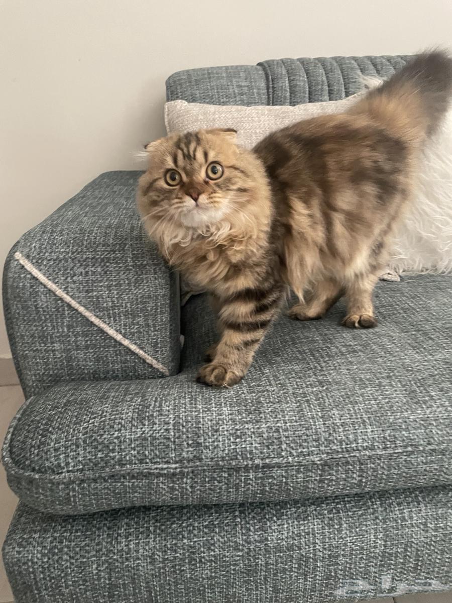 Cats64422028298881112