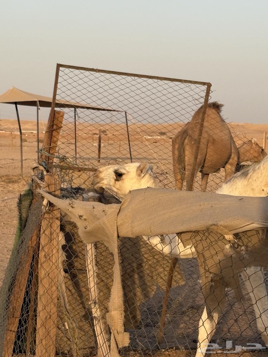 خلفه ثنيه64425650556034113