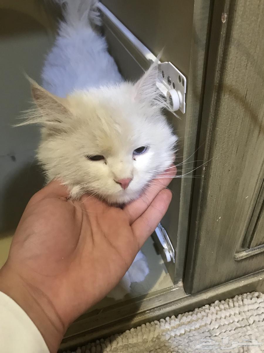 للبيع قط فارسي للصامل64424442609794112