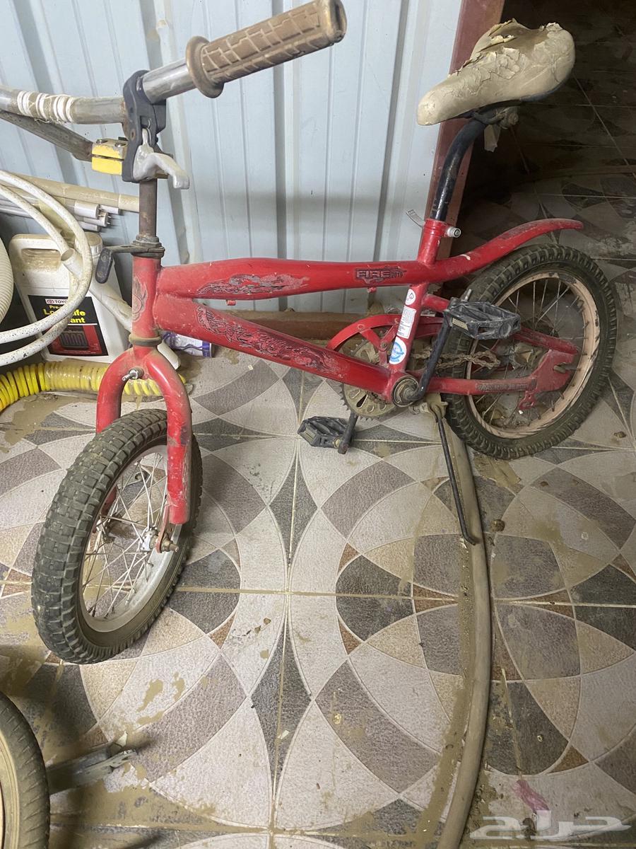 Cobra for sale, medium size64425919573379110