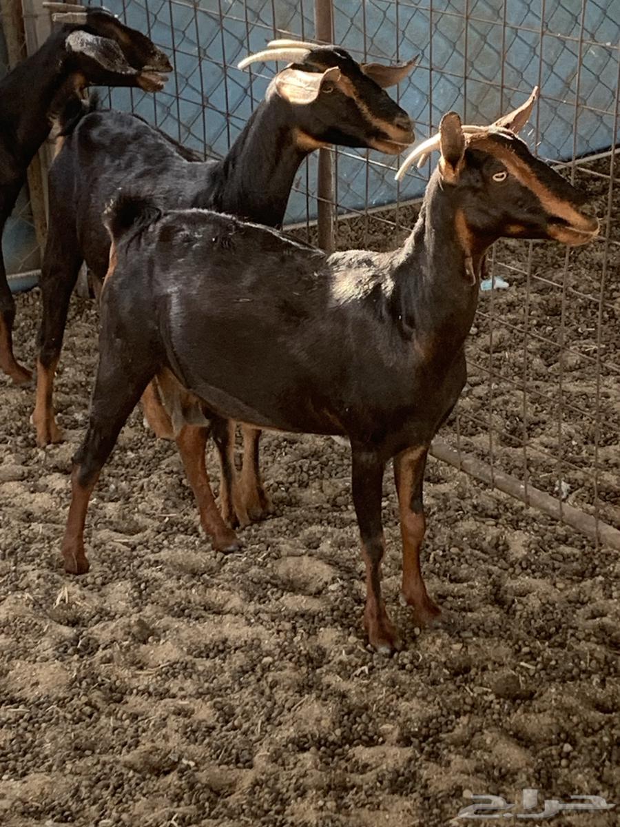 للبيع تيس فحل اكحل دهم وشح ومعزا حو( تم البيع64424504256258114