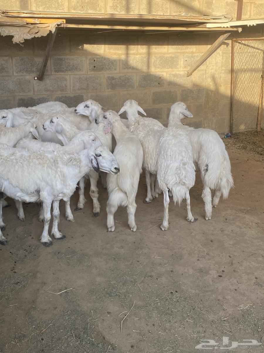 تم البيع عسالله يرزق رعيها عدد شعرها64421255936898110