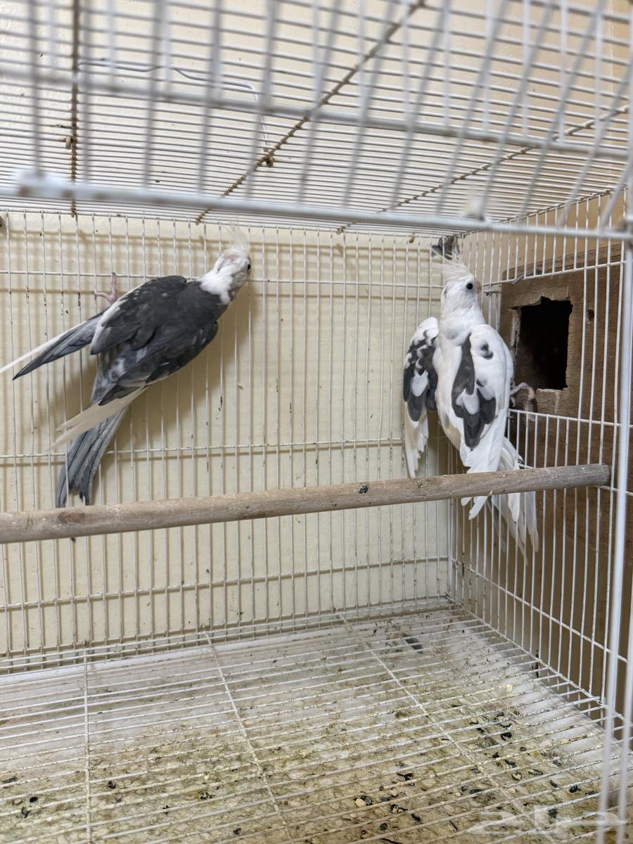 جوز كروان هولندي منتج تم الييع64420634479617110