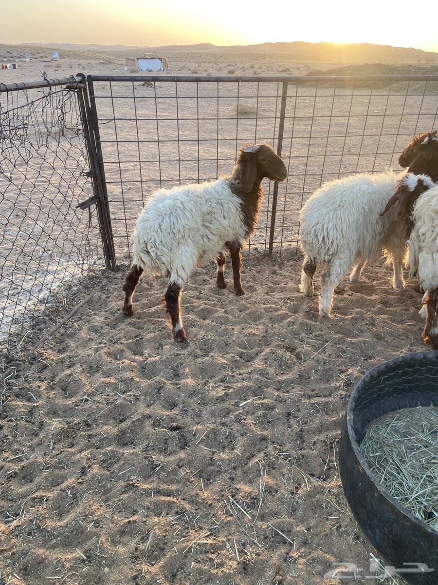 ذبائح للبيع64424025204865112