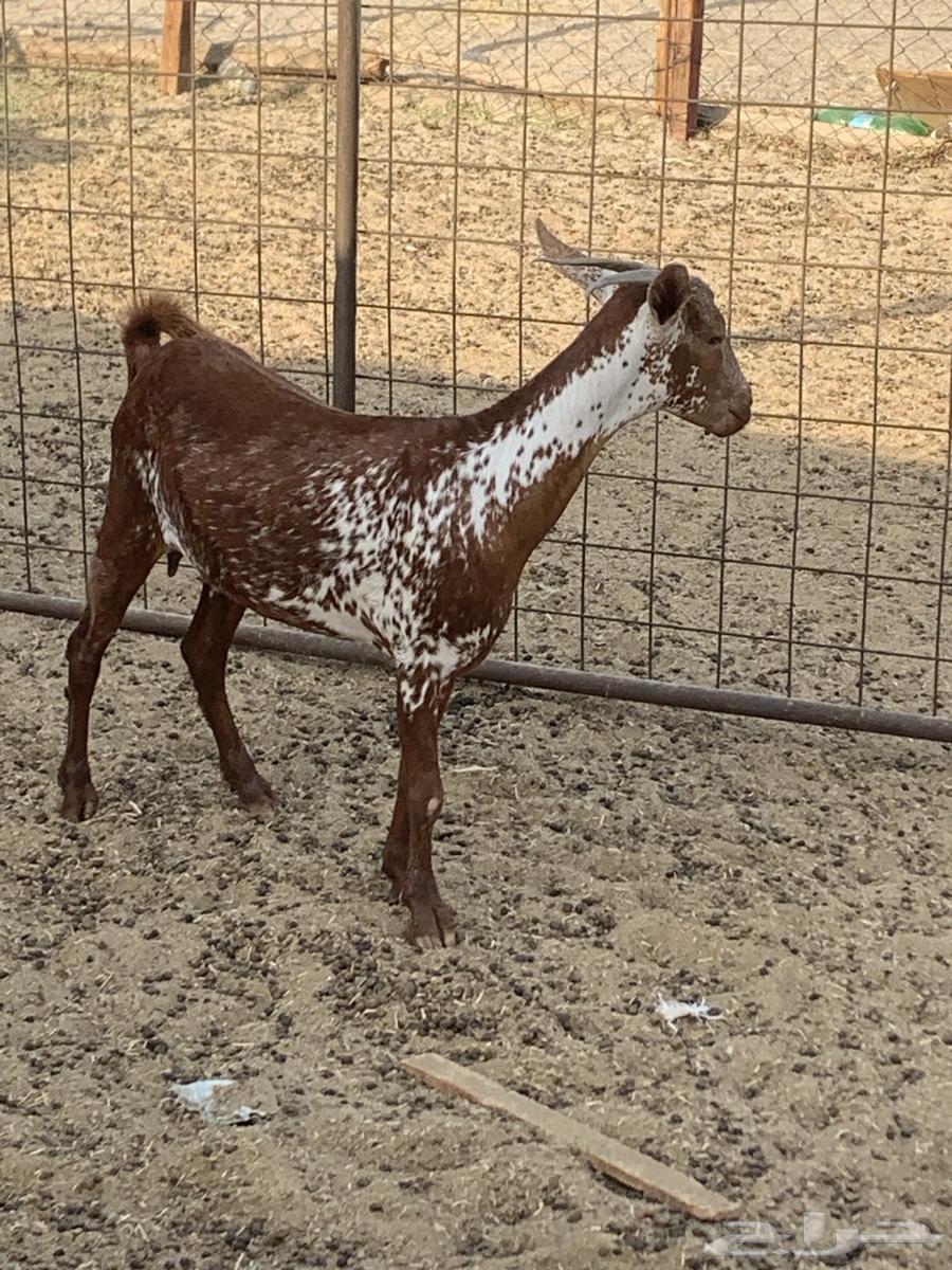 للبيع تيس فحل اكحل دهم وشح ومعزا حو( تم البيع64424504256258111