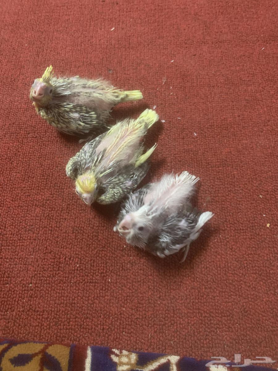 كروانات فروخ لهواة الغر64423944247171111