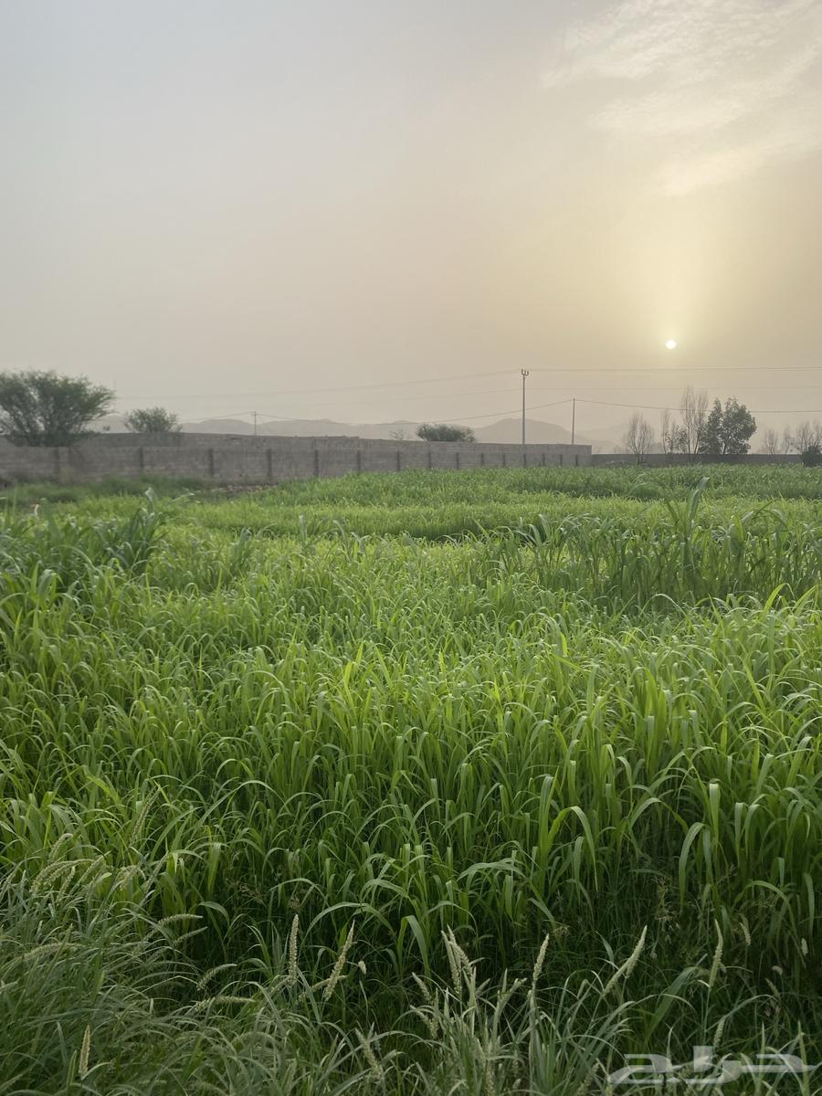 قصب اخضر في الفطيحه وضواحيها مع التوصيل64420458800001112