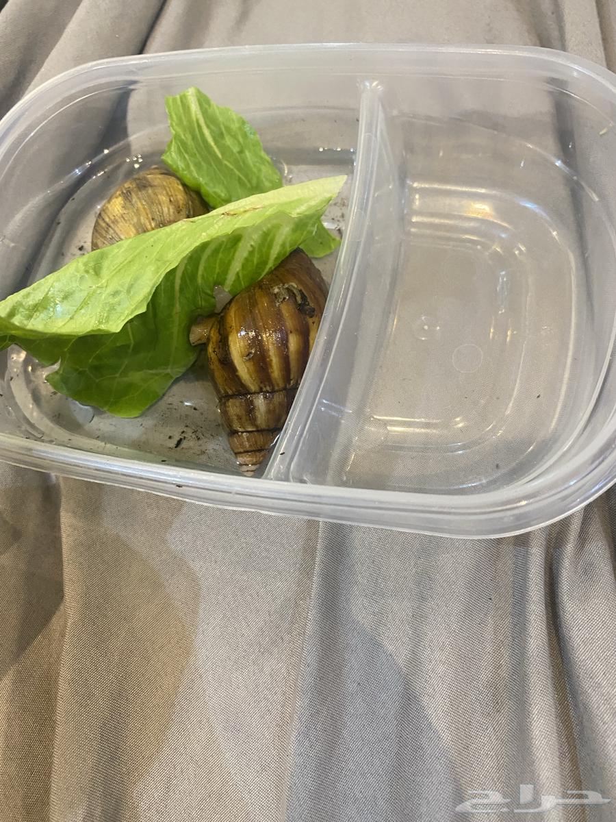 حلزونتين اعمار 7 شهور تقريبا ( لونا وليو ) و بيضهم64421933274243111