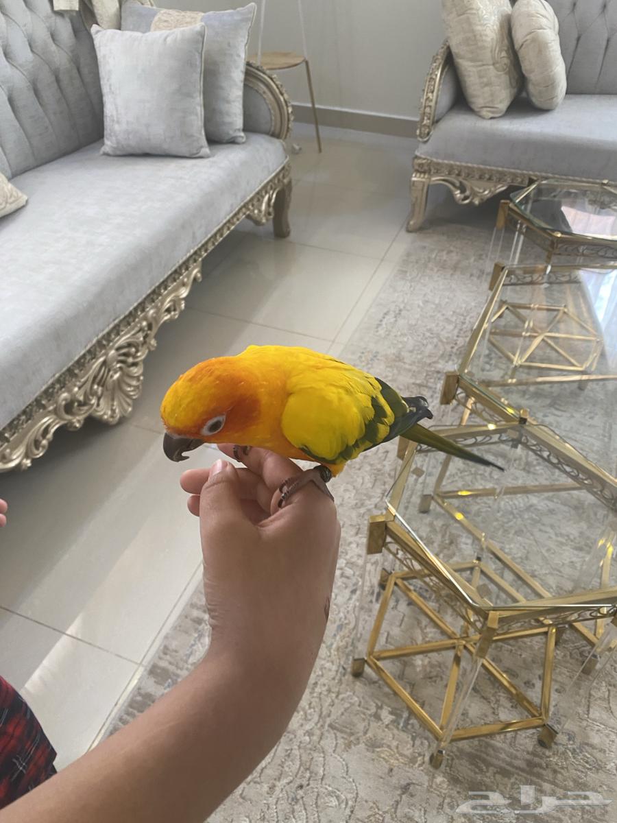 صن كنيور تم البيع64423150743042113