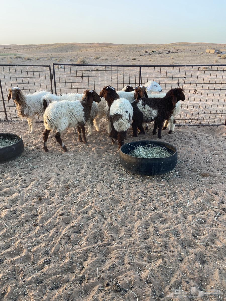 ذبائح للبيع64424025204865113