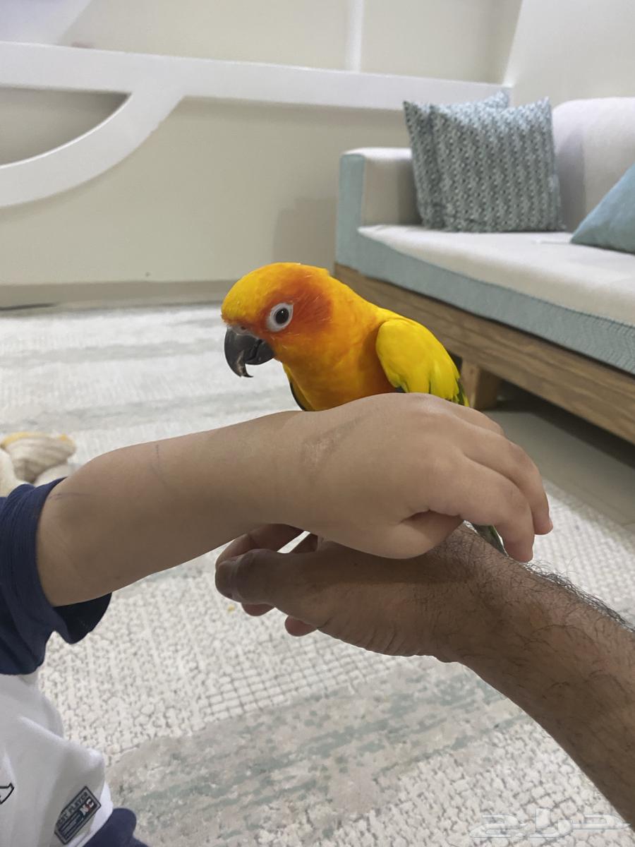 صن كنيور تم البيع64423150743042111