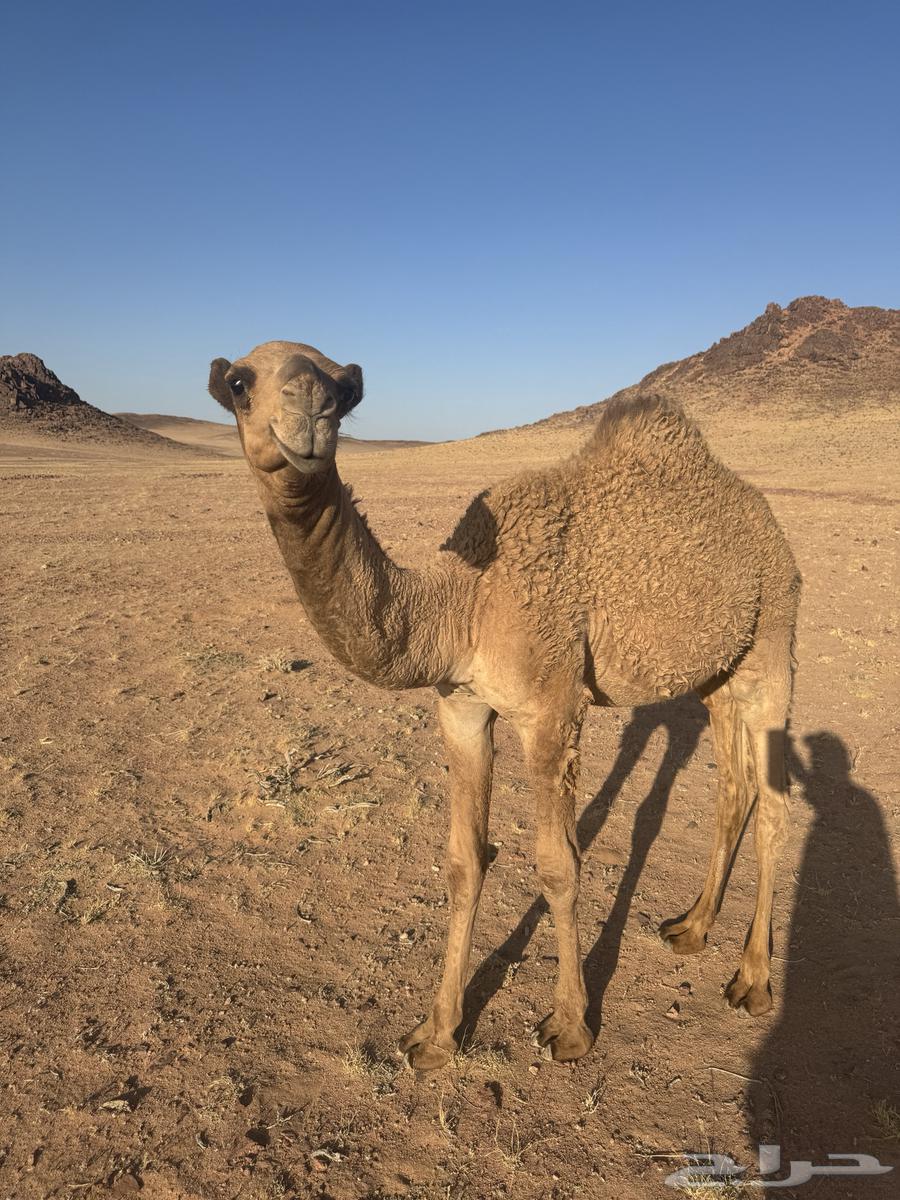 Qoudou Ichal64424145857025110