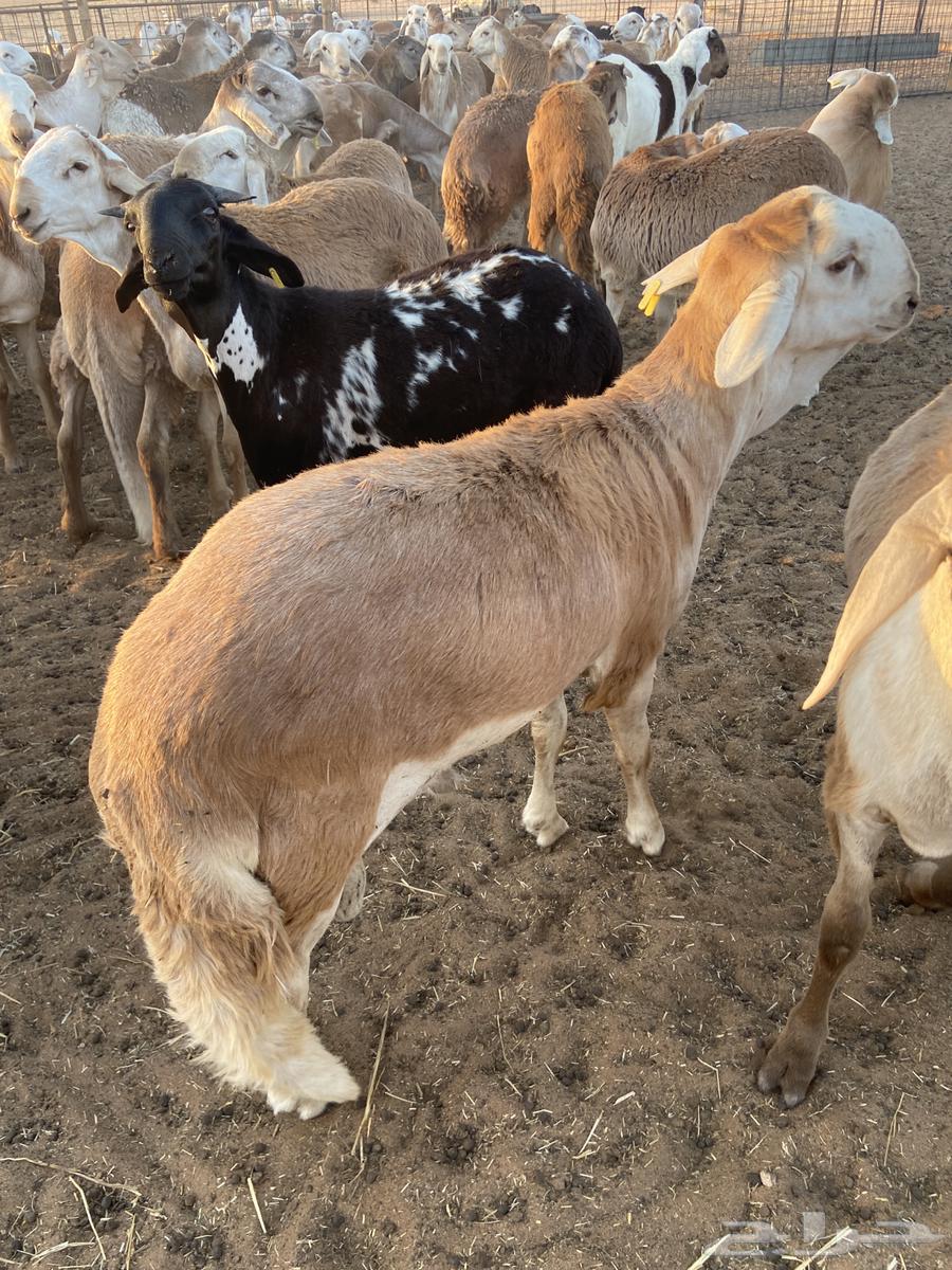 ذبائح للبيع64424025204865110