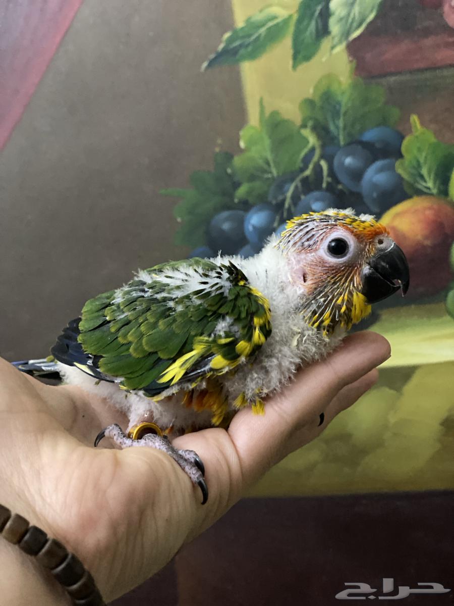 تم البيع فرخ صن كنيور64420823731203112