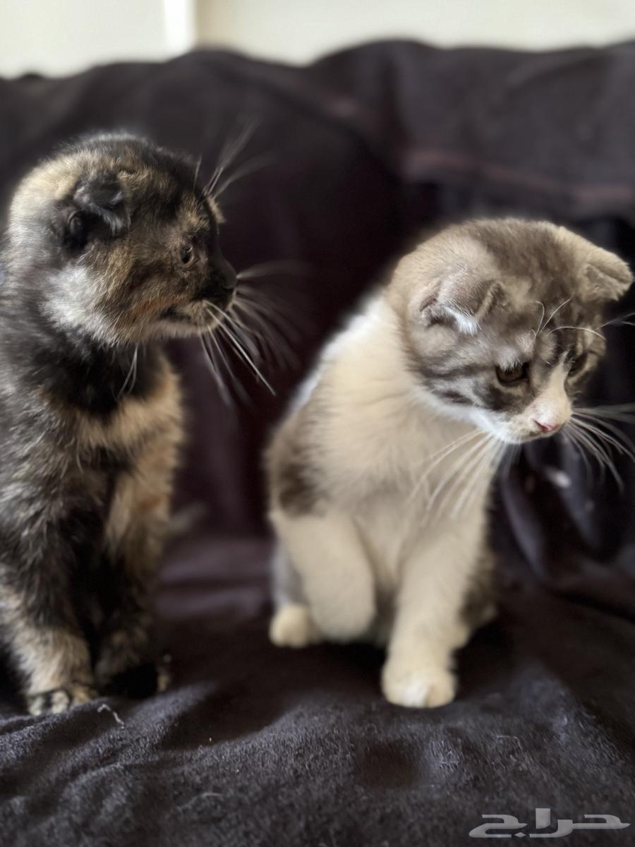 قطط للبيع الوحده ب 500 ذكر وأنثى الأنثى السودا و الأبيض ذكر64424579700737112