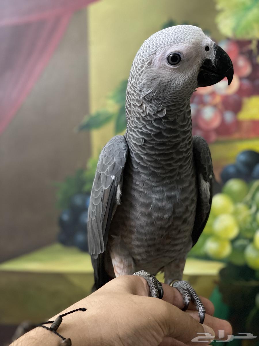 تم البيع فرخ كاسكو طفرة64419716475650112