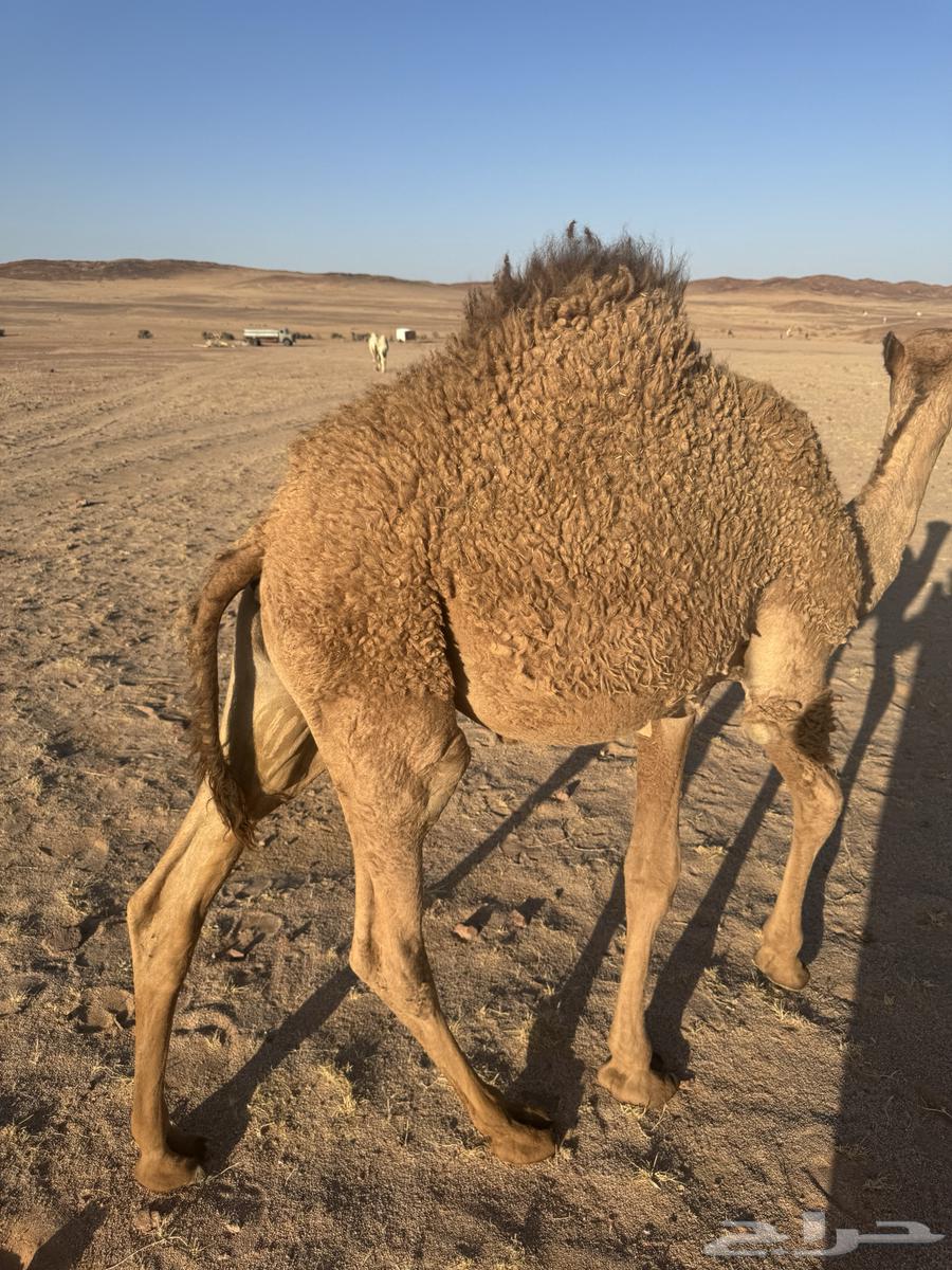 Qoudou Ichal64424145857025112