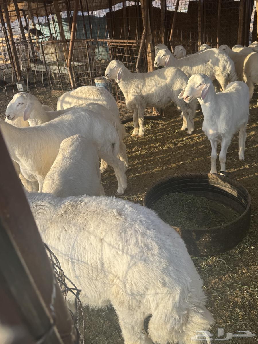 طليان حرية للبيع64420594090881111