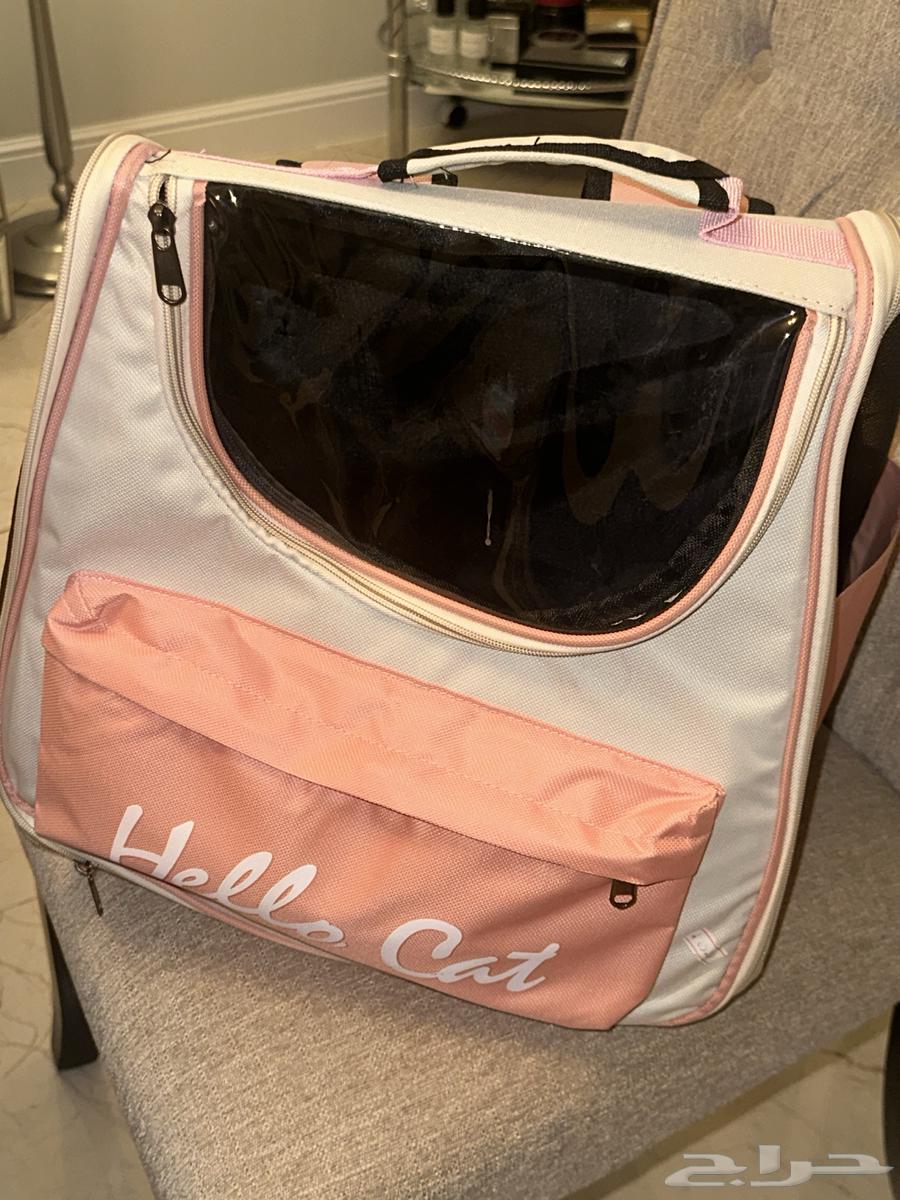 قطط شيرازي للبيع مع جميع مستلزماته الجبيل الصناعية64425677299330113