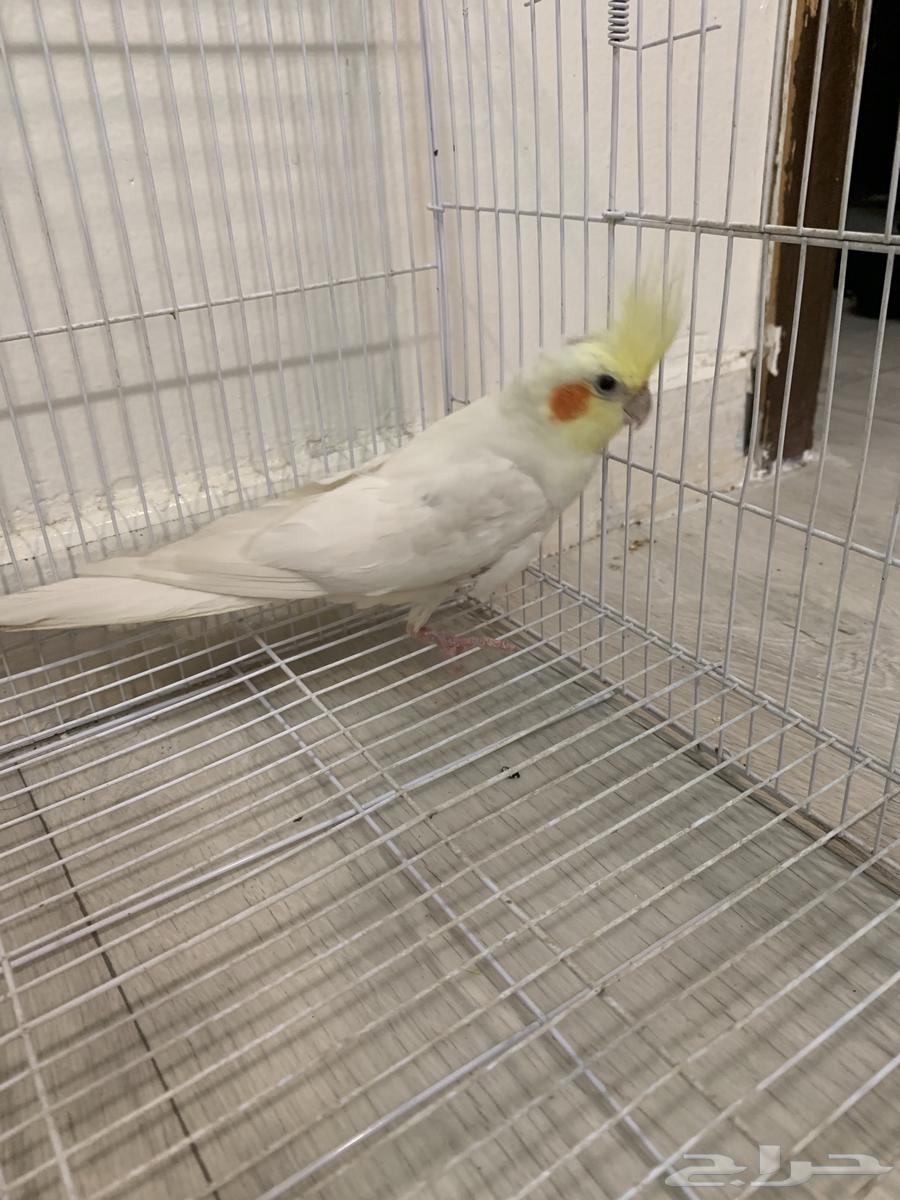 طير كروان64421960274177112