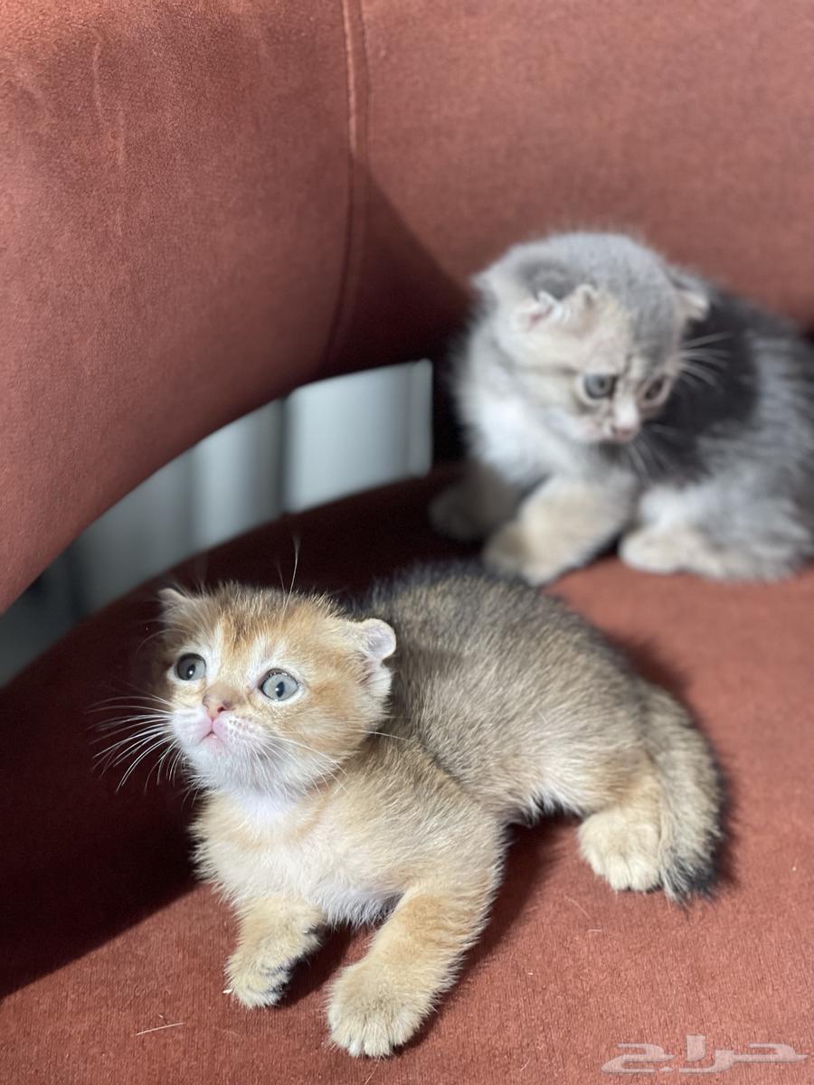 سكوتش فولد قطط صغيره للبيع64419986917121113