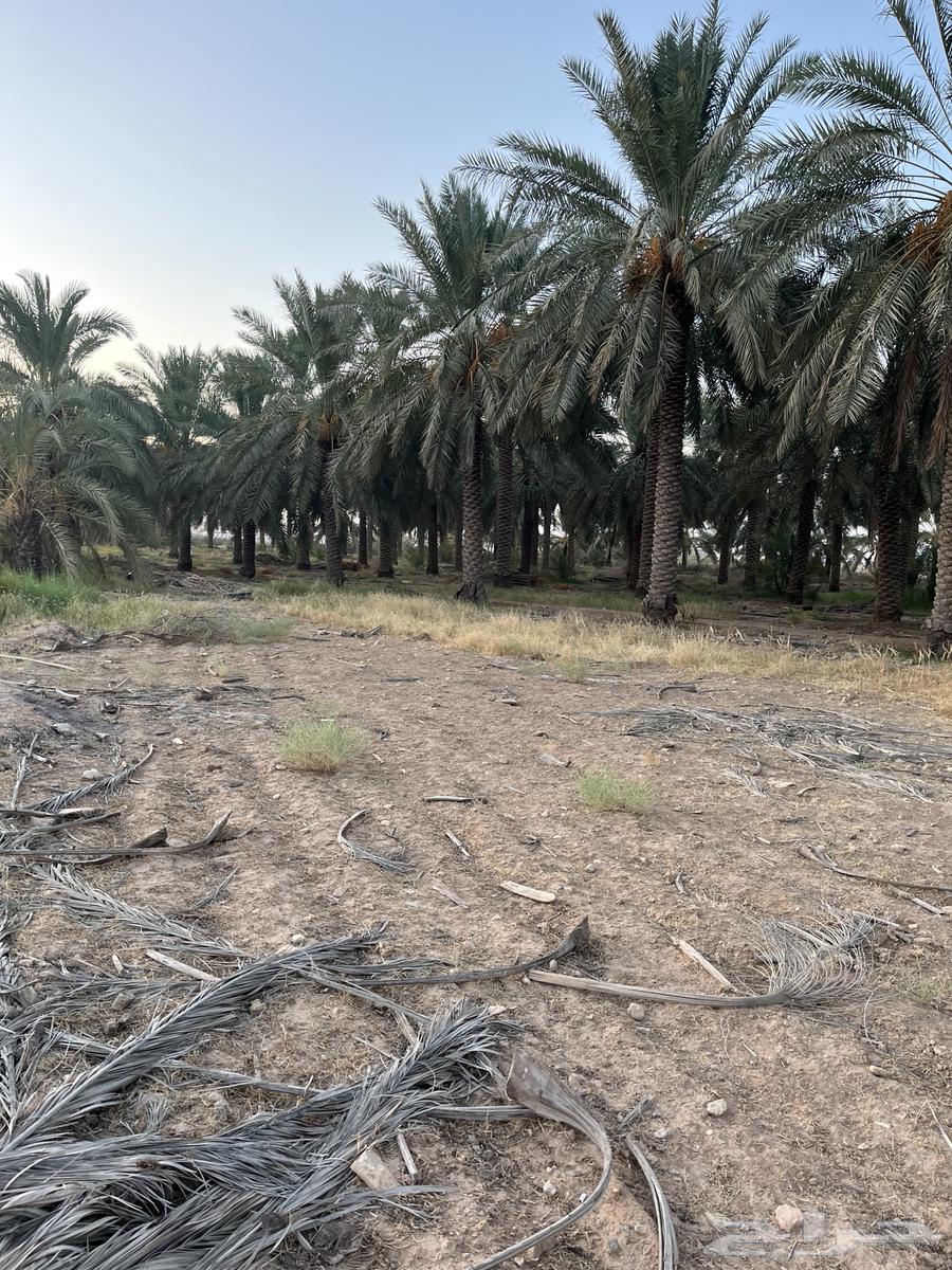 نخل للبيع64424595200131110