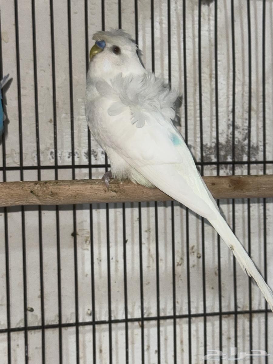 بادجي هوقو ذكور64426053115266112