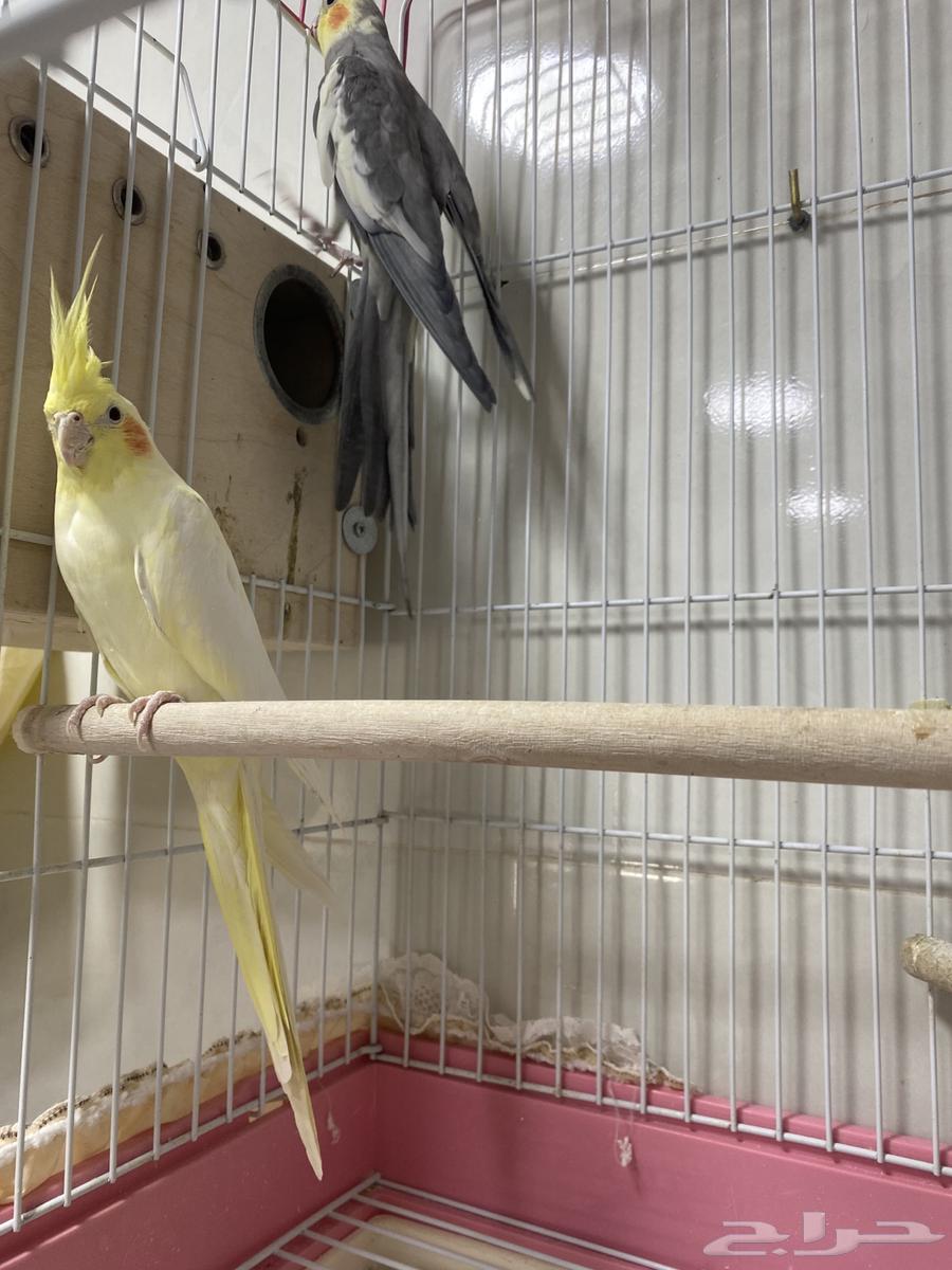 كروان منتجع بيع مع كامل ملحقاته 500 يبدأ السوم64419331996673110