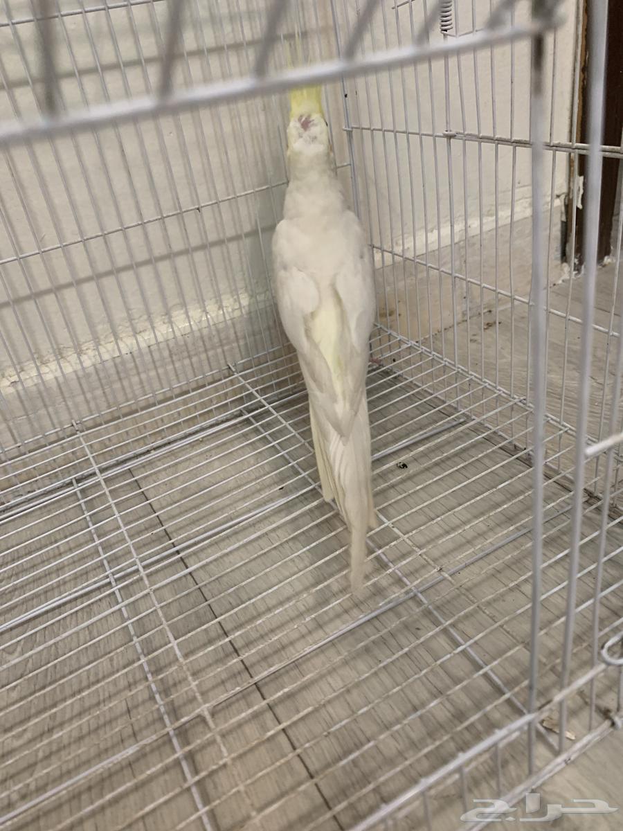 طير كروان64421960274177113