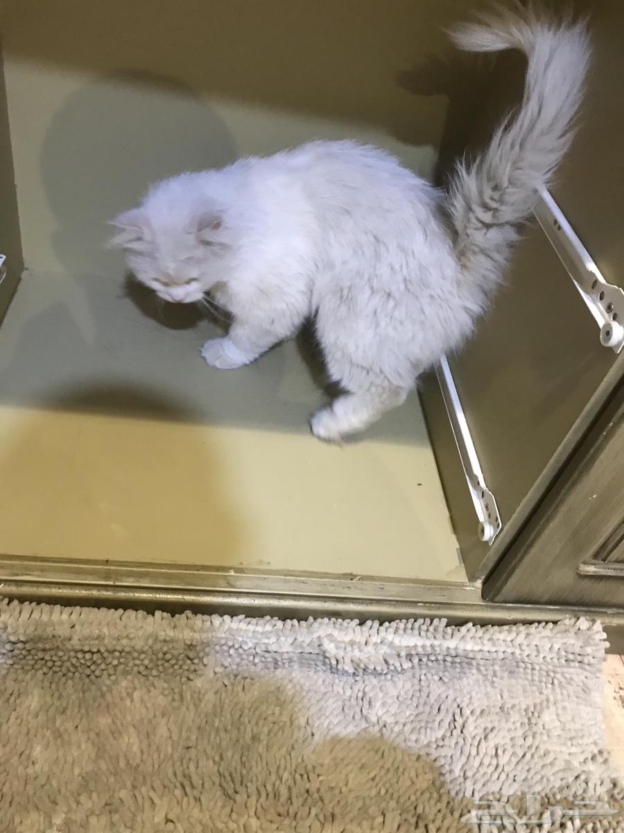 للبيع قط فارسي للصامل64424442609794111