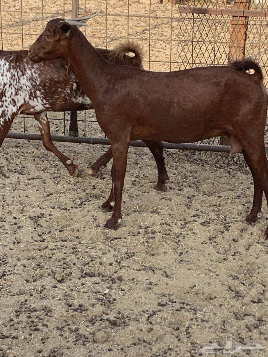 للبيع تيس فحل اكحل دهم وشح ومعزا حو( تم البيع64424504256258113