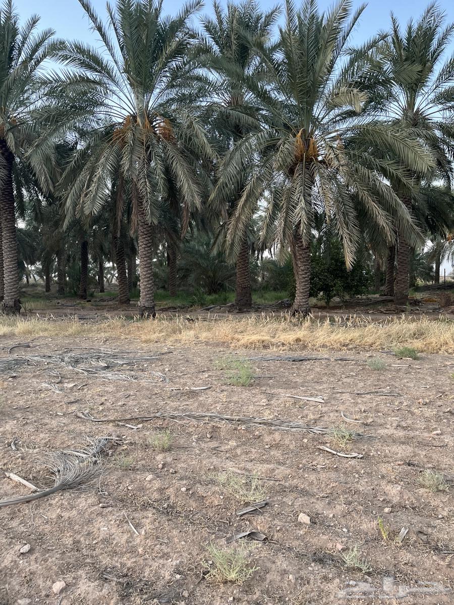 نخل للبيع64424595200131111
