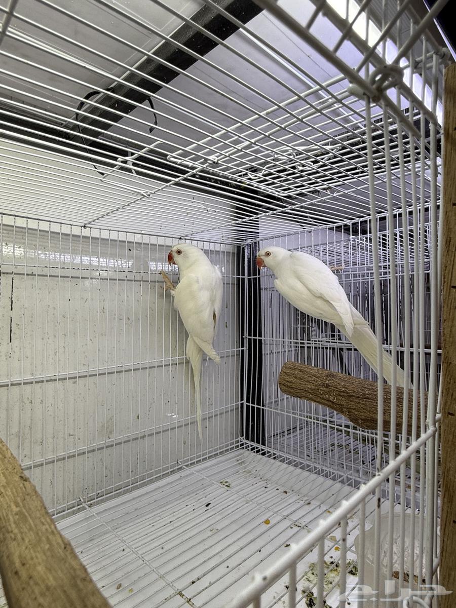 Jawz Dera Latino available Jawz Dera64421053611907114