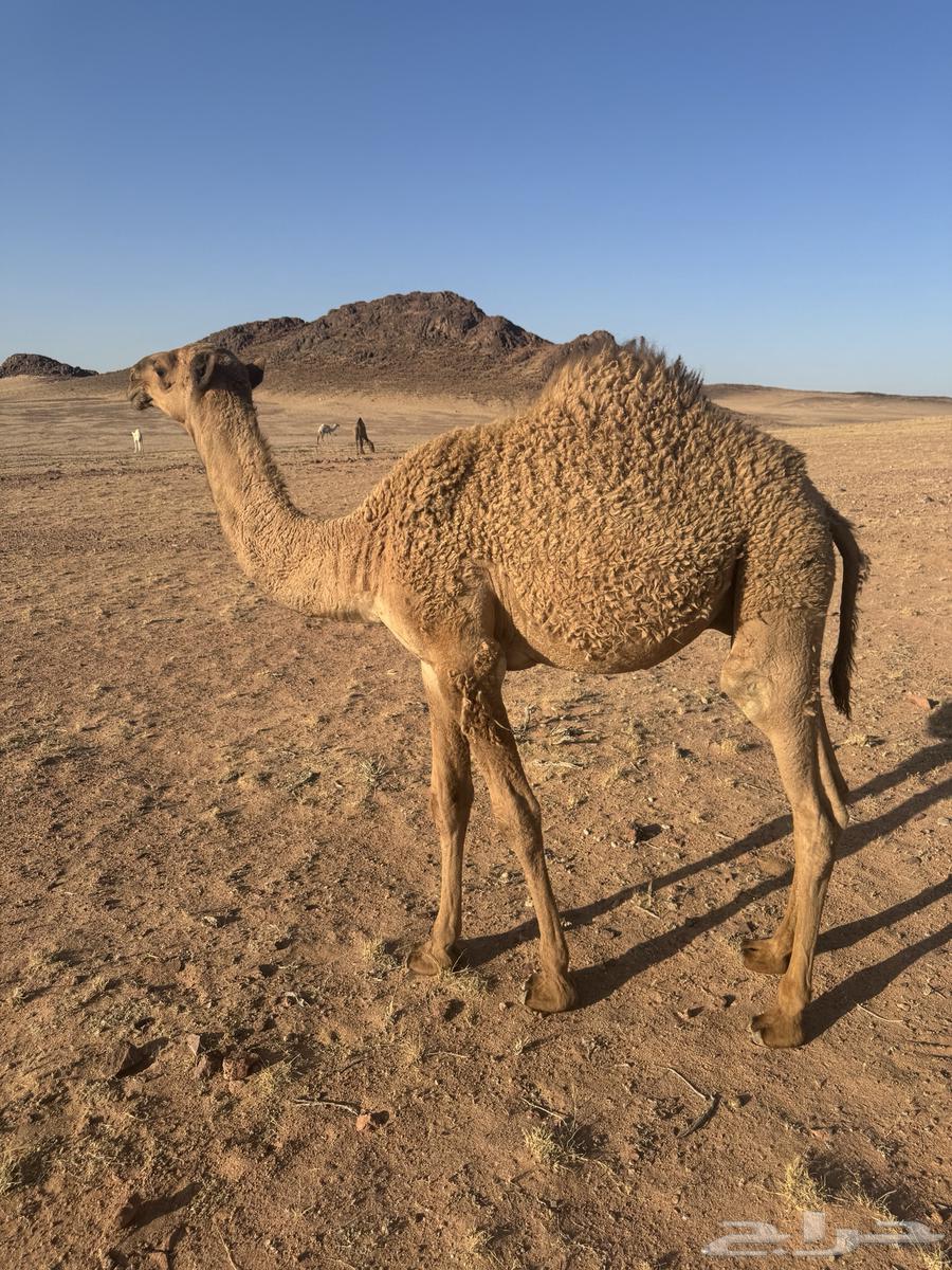 Qoudou Ichal64424145857025111