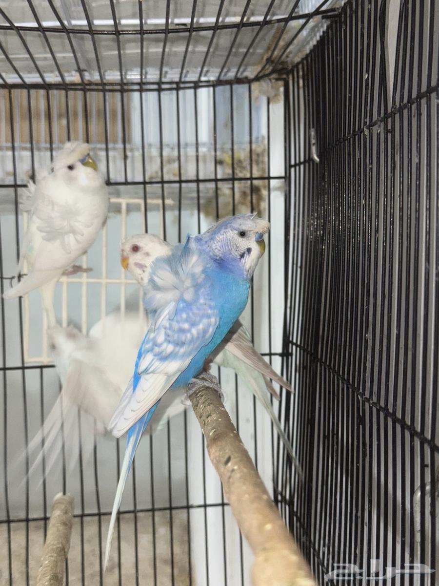 بادجي هوقو ذكور64426053115266114