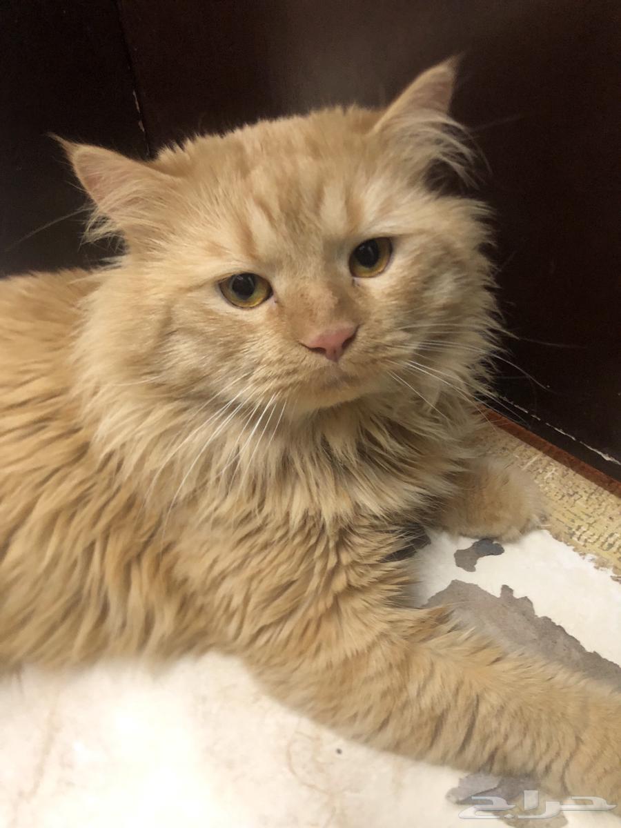 قطط تبني64422421348354111