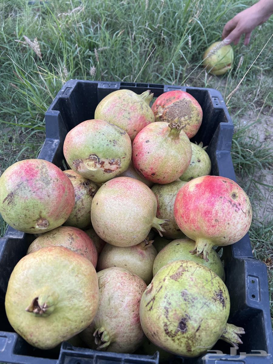 رمان للبيع64424065400577111