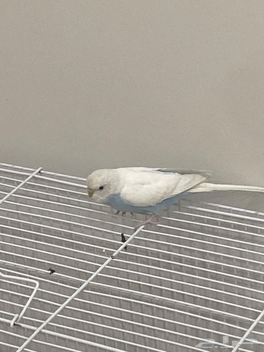 بادجي الحبه 70  شامل الملحقات64423998130689111