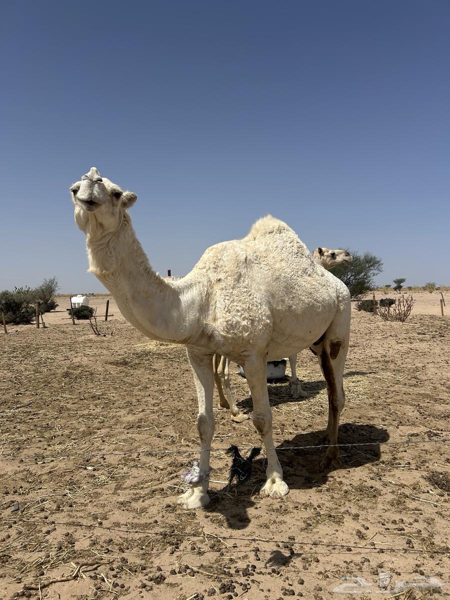 ثلاث نياق لقاحات للبيع64422014836483114