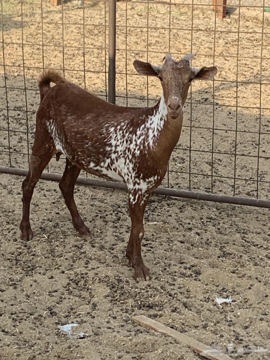 للبيع تيس فحل اكحل دهم وشح ومعزا حو( تم البيع64424504256258112