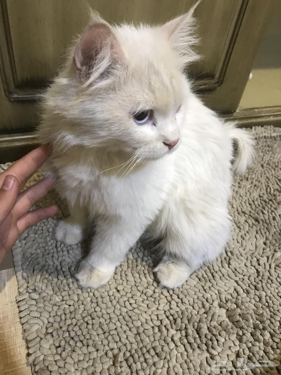 للبيع قط فارسي للصامل64424442609794114