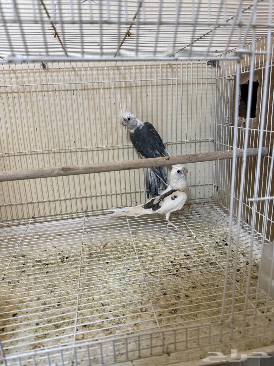 جوز كروان هولندي منتج تم الييع64420634479617111