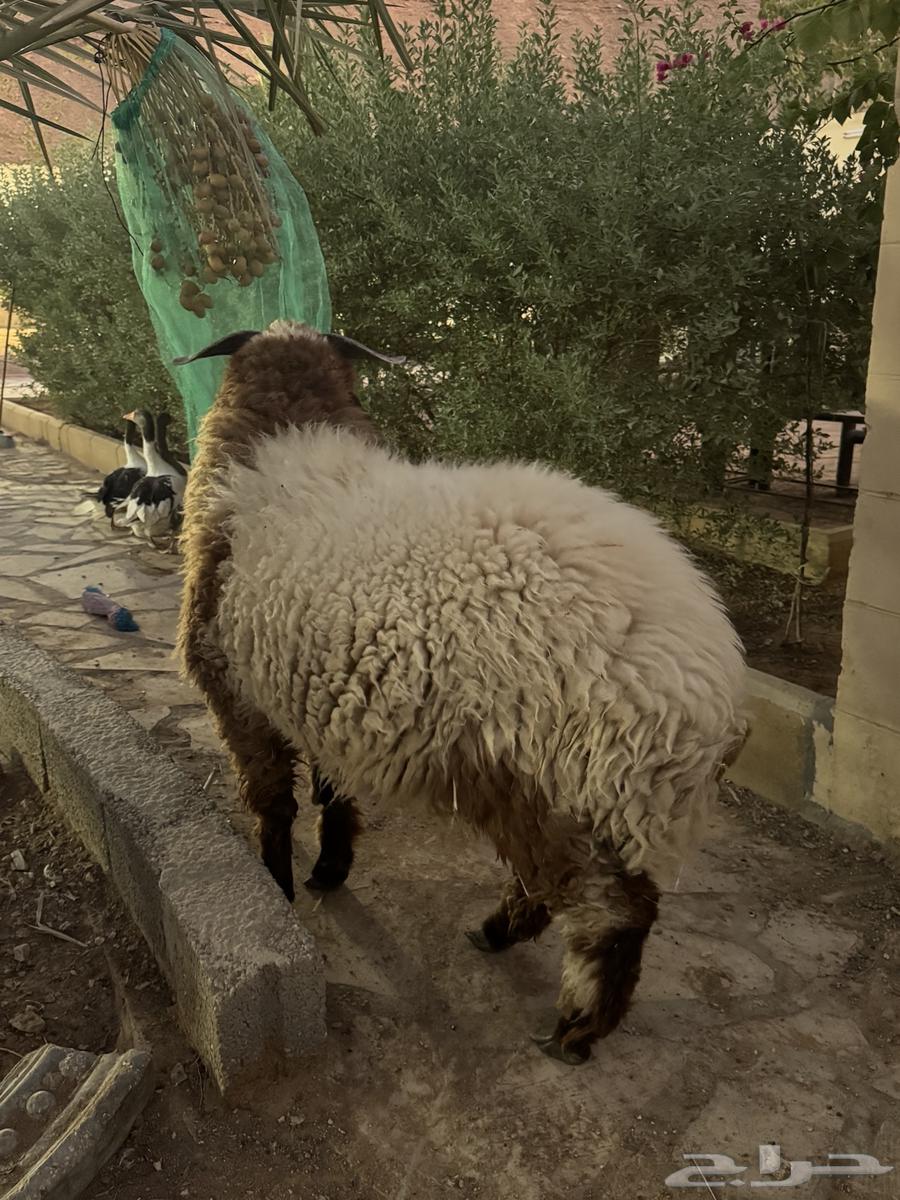 Naimi and Najdi sheep for sale64424159267714111