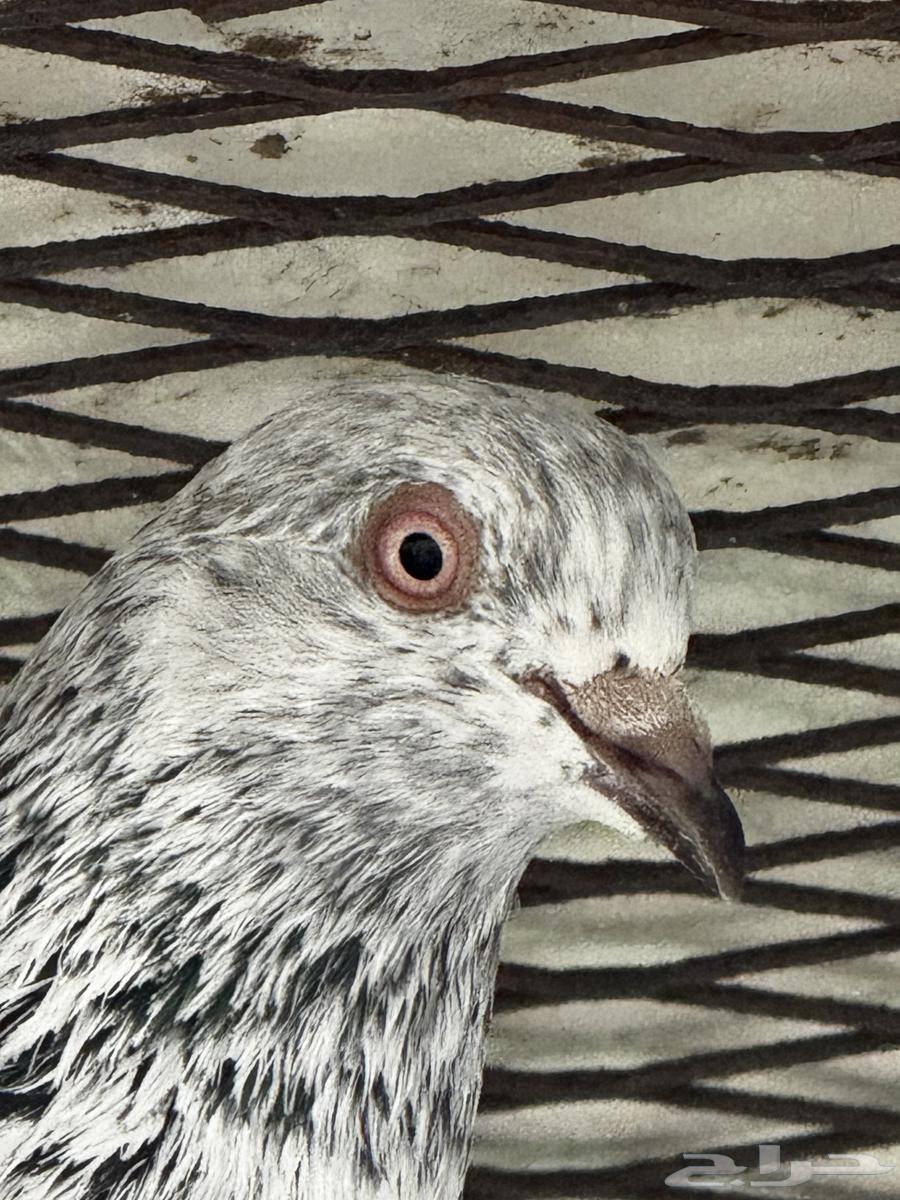 مجموع حمام باكستاني شرط64423971335425114