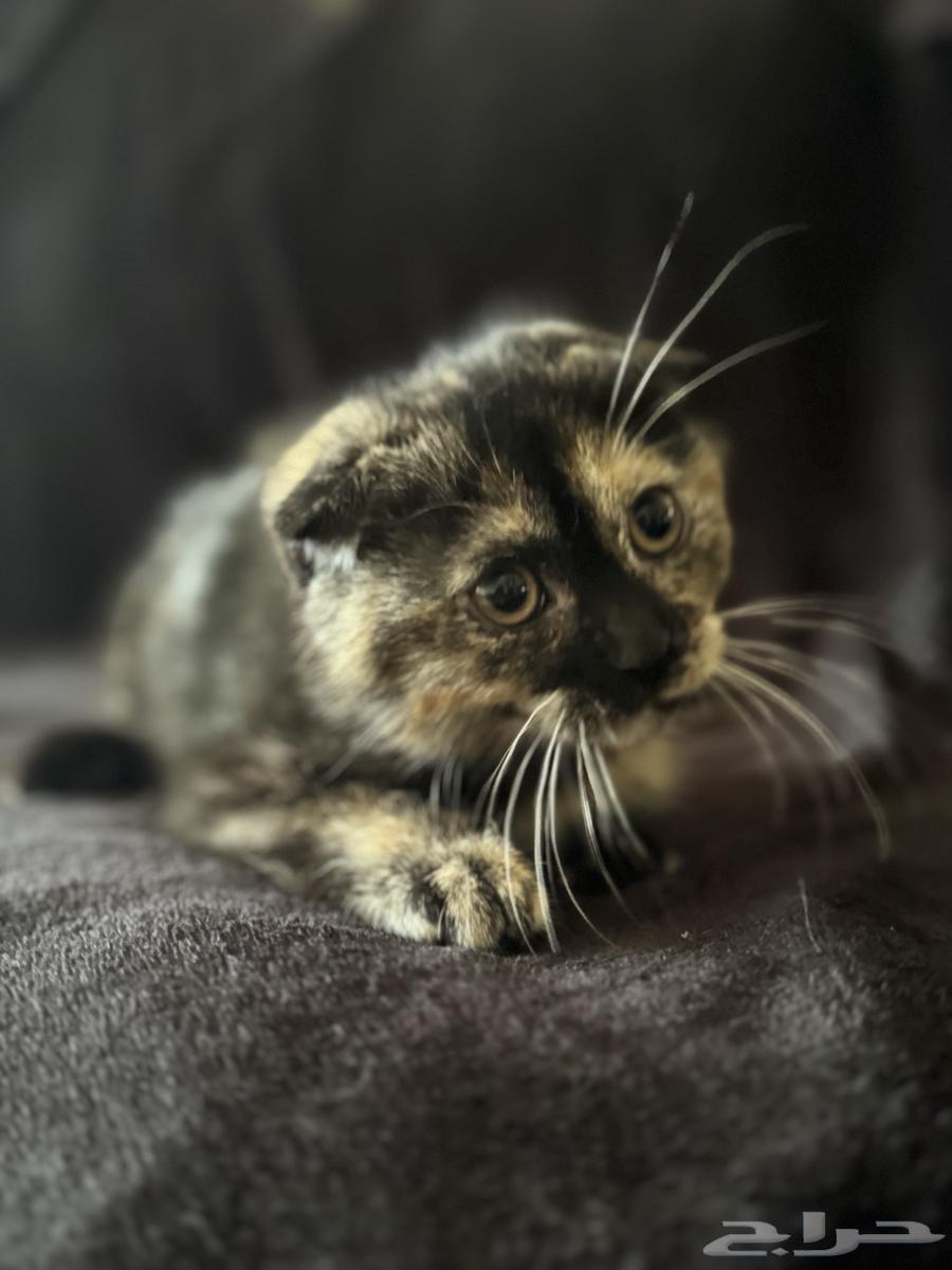 قطط للبيع الوحده ب 500 ذكر وأنثى الأنثى السودا و الأبيض ذكر64424579700737114