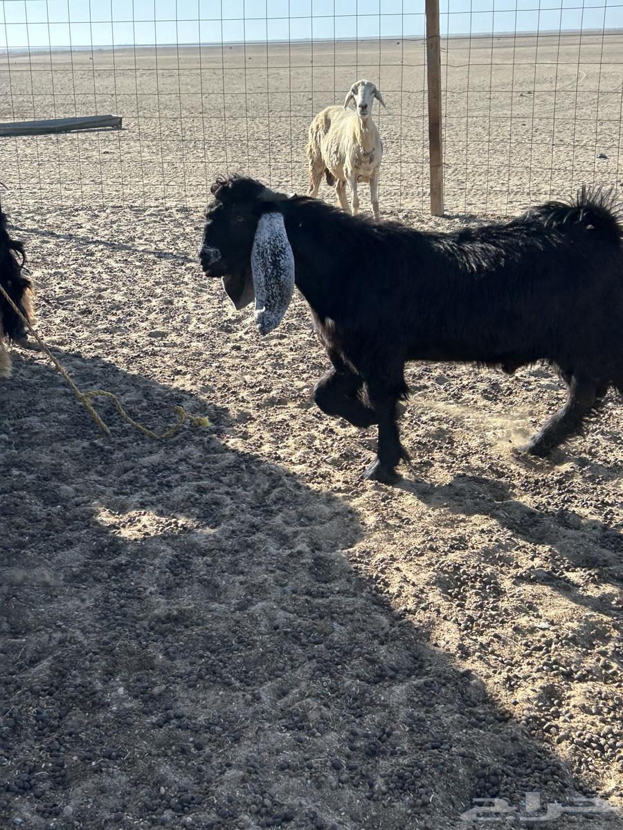 تيس سمين ونظيف مقفل مره64424802186369110