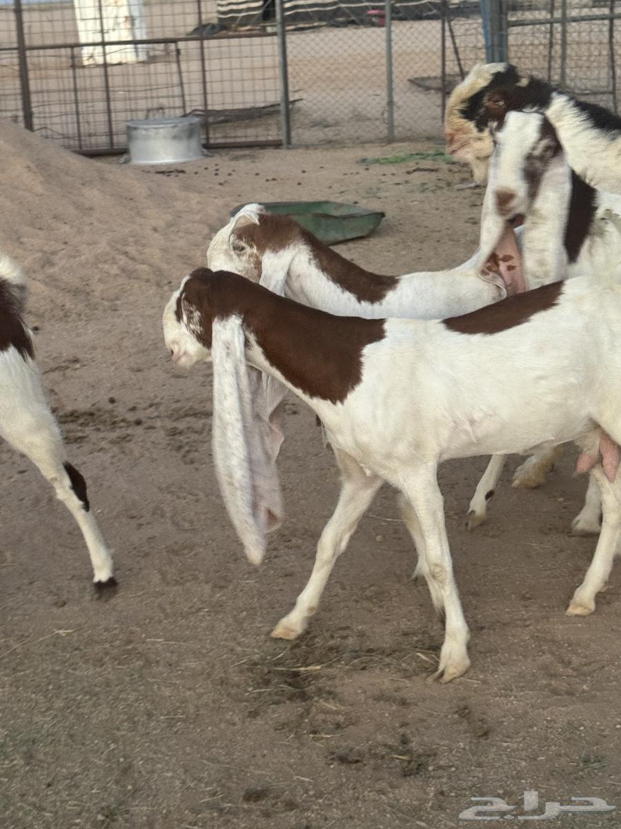 للبيع معزا هولنديات صنف64425070947714110