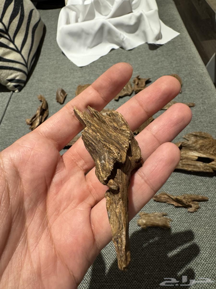 عود كلمنتان مالينو نوادر قديم جدا (السعر صيده) - تم البيع64425999461249113